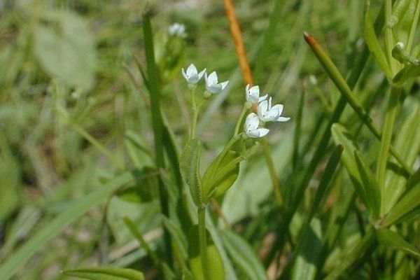 Bluntleaf bedstraw