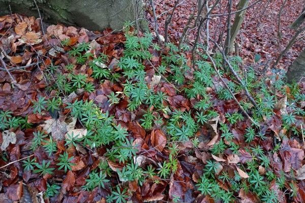 Woodruff