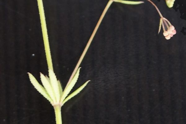 Wall bedstraw