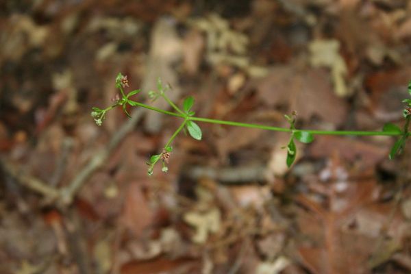 Hairy bedstraw