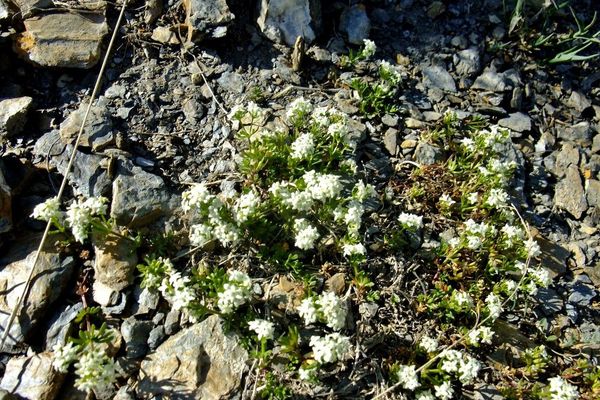 Galium pseudohelveticum
