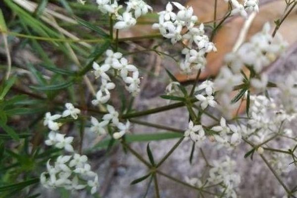 Slender bedstraw