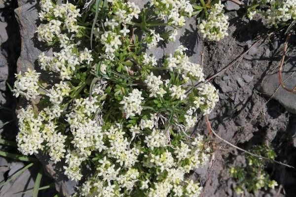 Galium pusillum