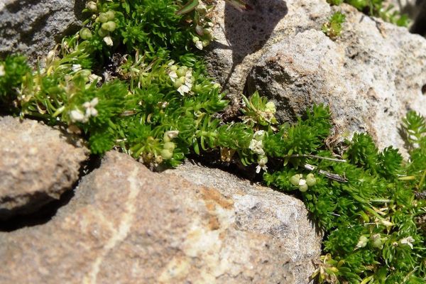 Galium pyrenaicum