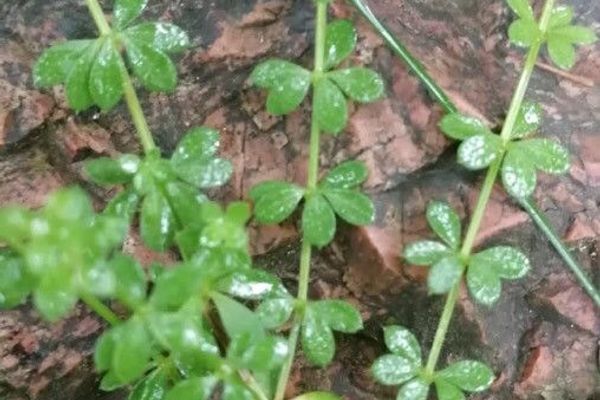 Round-leaved bedstraw