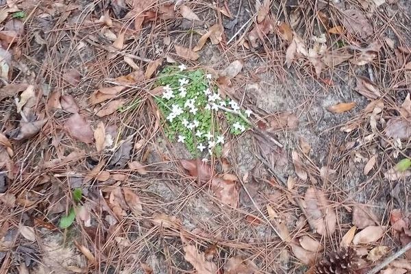 Heath bedstraw