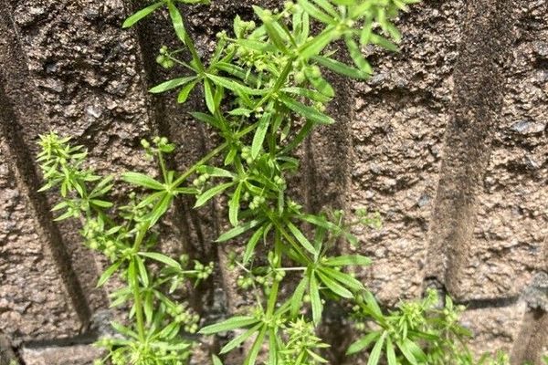 False cleavers
