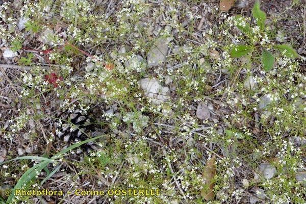 Galium timeroyi