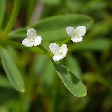 Bedstraw