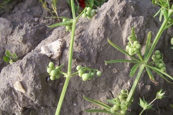 Corn-cleavers