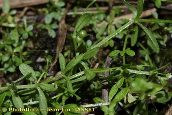 Small bedstraw