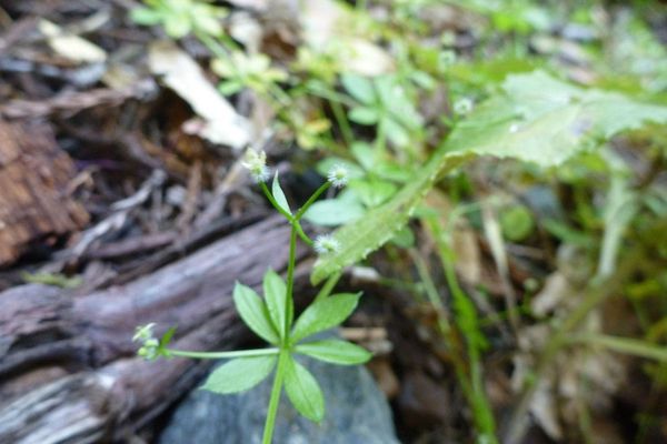 Sweet-scent bedstraw