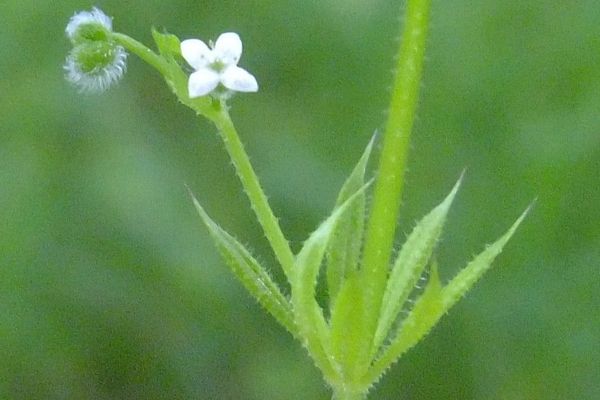 Fen bedstraw