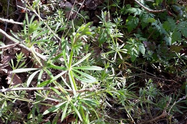 Warty bedstraw