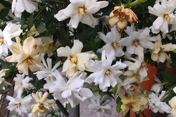 Cape jasmine