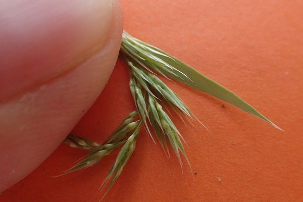 Nit grass
