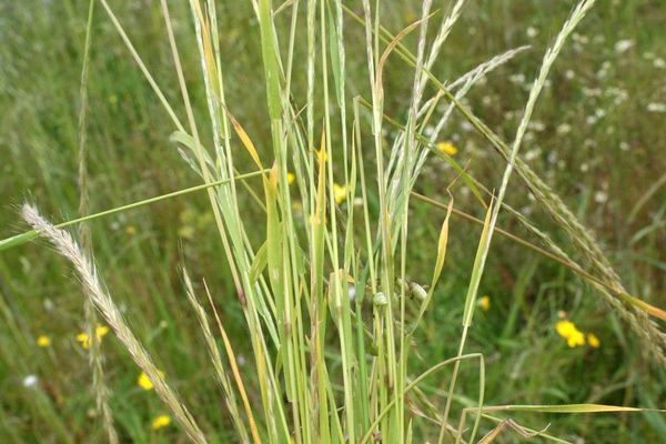 Fragile oat