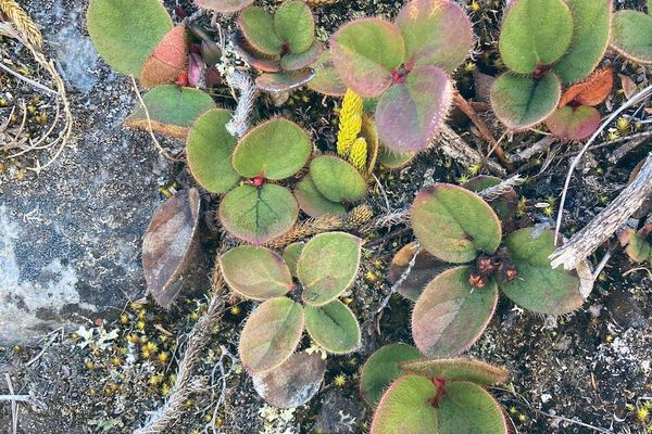 Gaultheria erecta