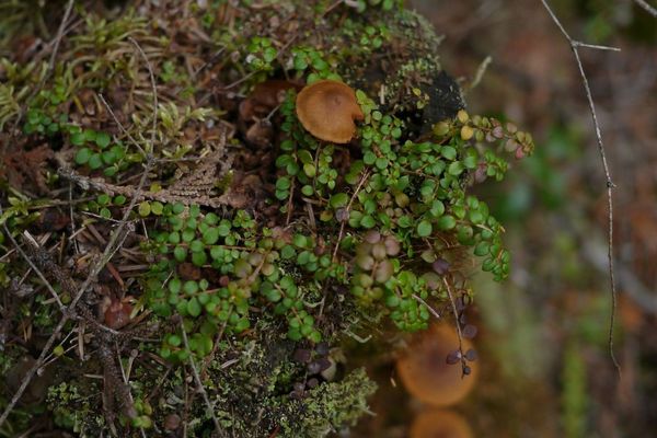 Creeping snowberry