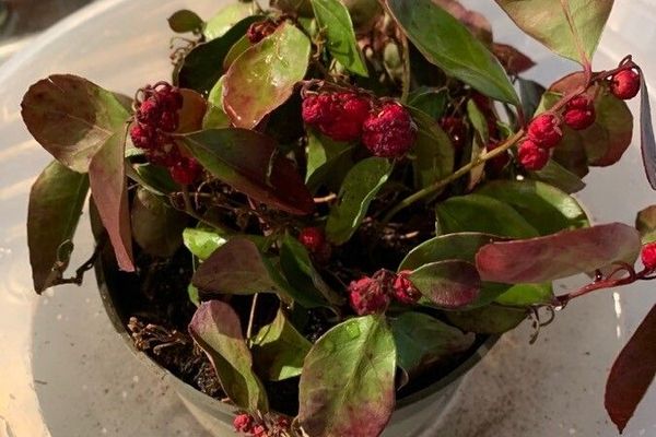 Checkerberry