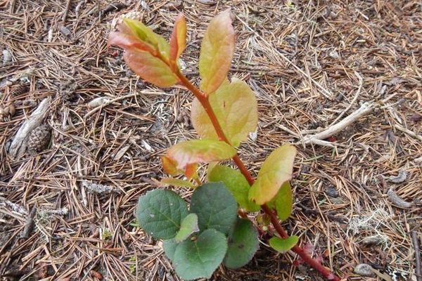 Salal