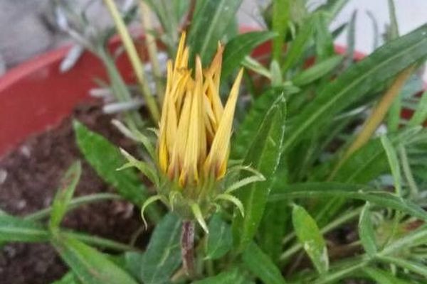 Treasure-flower