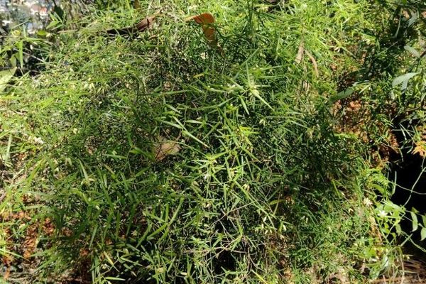 Geitonoplesium cymosum