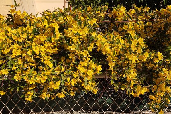 Carolina-jasmine