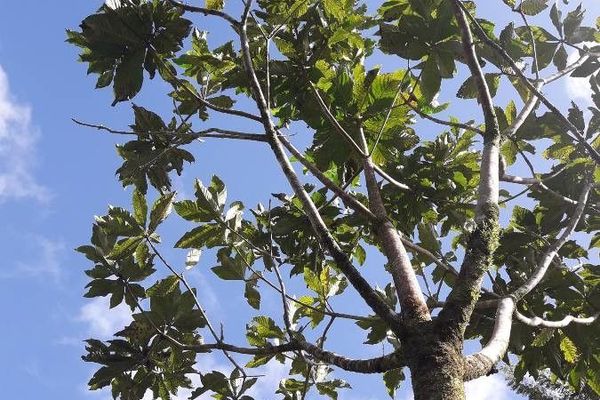 Genip