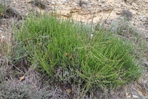 Genista cinerea