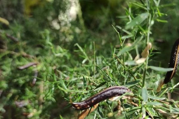 Genista falcata