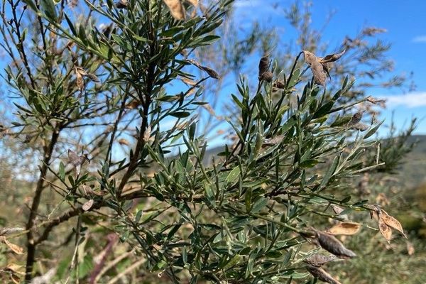 Genista florida