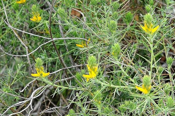 Genista hirsuta