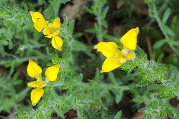 Spanish broom