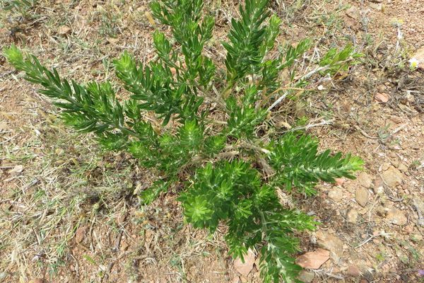 Needle-leaf broom