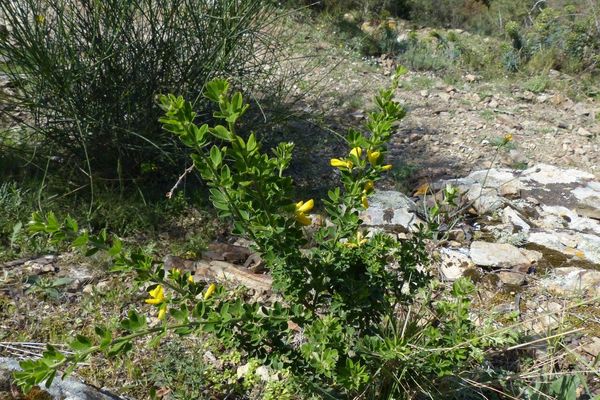 Canary broom
