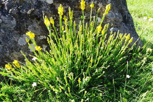Winged greenweed
