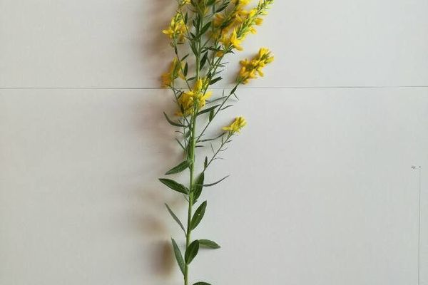 Dyer's broom