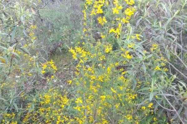 Genista triacanthos