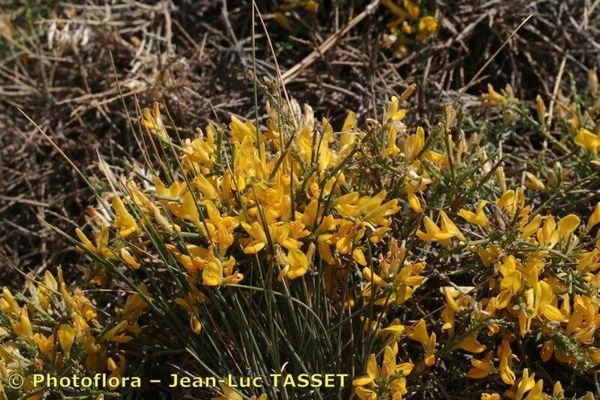 Genista versicolor