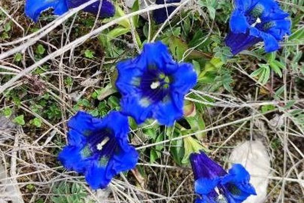 Trumpet gentian