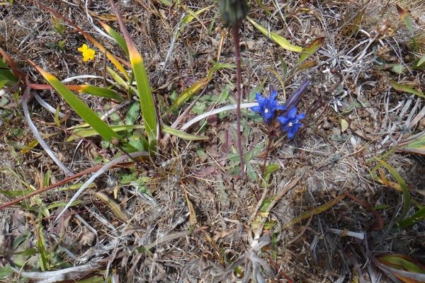 Pleated gentian