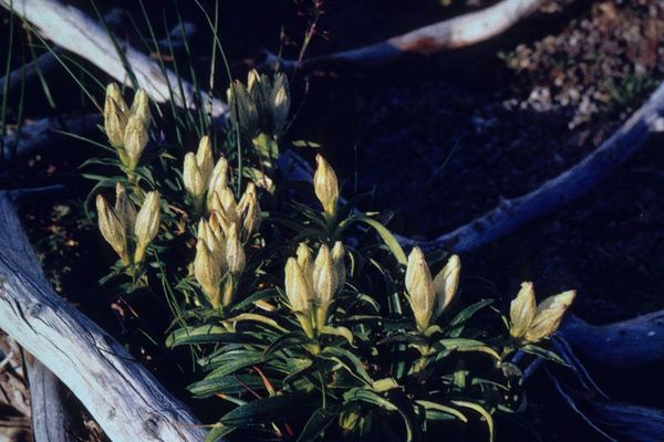 Arctic gentian