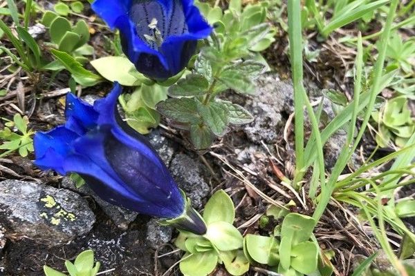 Southern gentian
