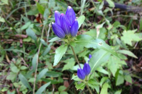 Closed gentian