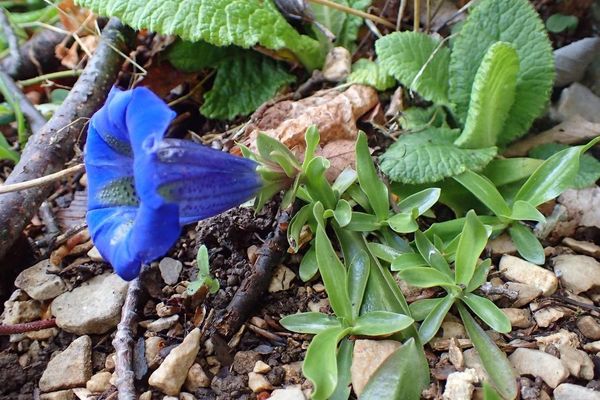 Gentiana angustifolia