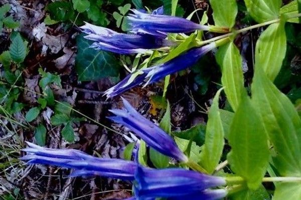 Willow gentian