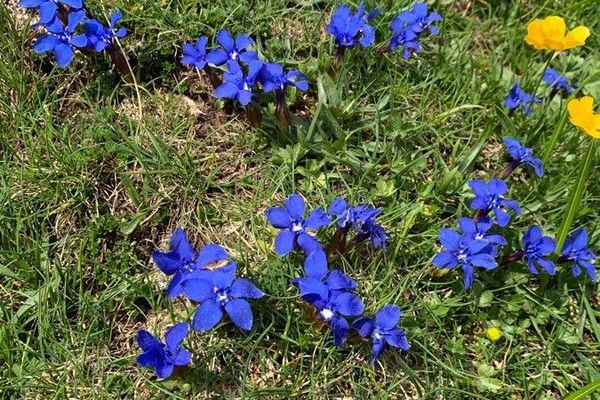 Bavarian gentian