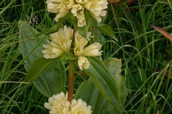 Gentiana burseri