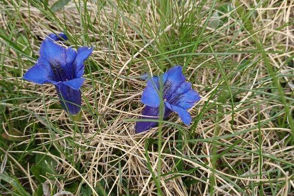 Trumpet gentian